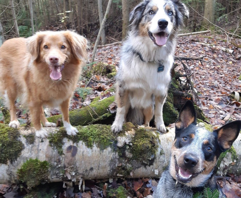 Dog Daycare on the Bruce Peninsula